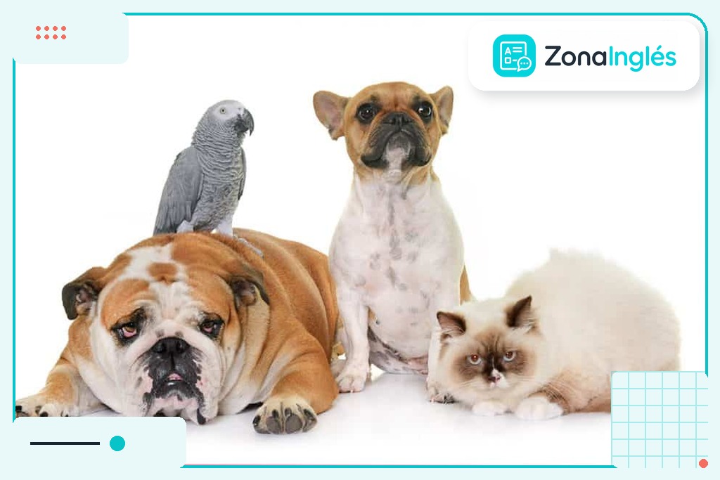 animales en ingles
nombres de animales en ingles
vocabulario animales en ingles
jirafa en ingles