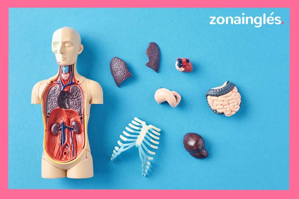 partes del cuerpo en ingles
el cuerpo en ingles
cuerpo en inglés
cuerpo humano en ingles