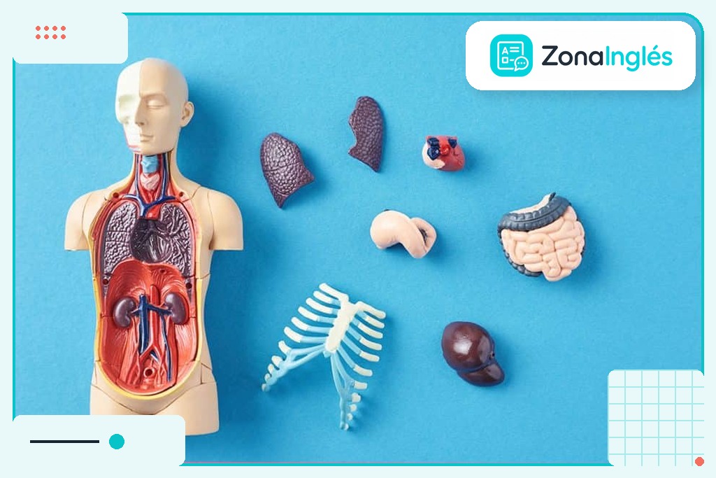 partes del cuerpo en ingles
el cuerpo en ingles
cuerpo en inglés
cuerpo humano en ingles
