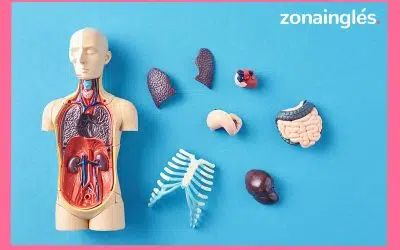 Partes del cuerpo